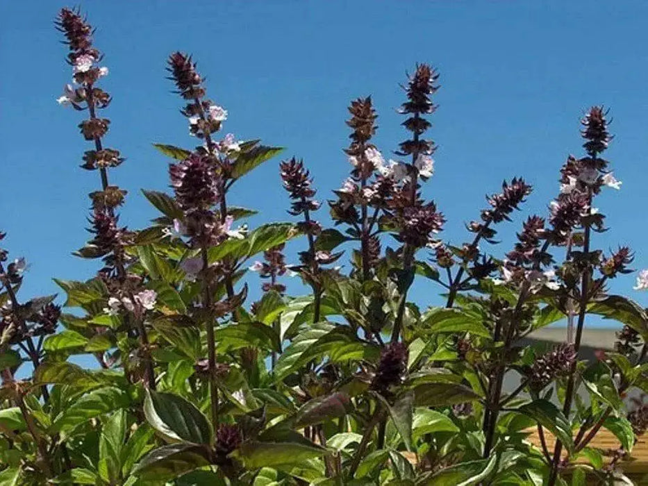Cinnamon Basil Seeds - Caribbean garden seed
