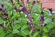 Cinnamon Basil Seeds - Caribbean garden seed