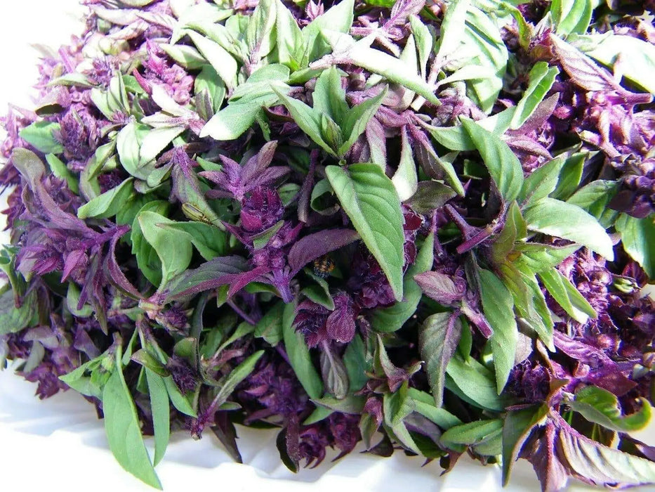 Cinnamon Basil Seeds - Caribbean garden seed