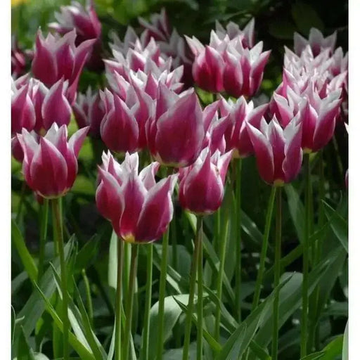 Claudia Lily Flowering Tulip Bulbs - Caribbean garden seed