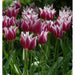 Claudia Lily Flowering Tulip Bulbs - Caribbean garden seed