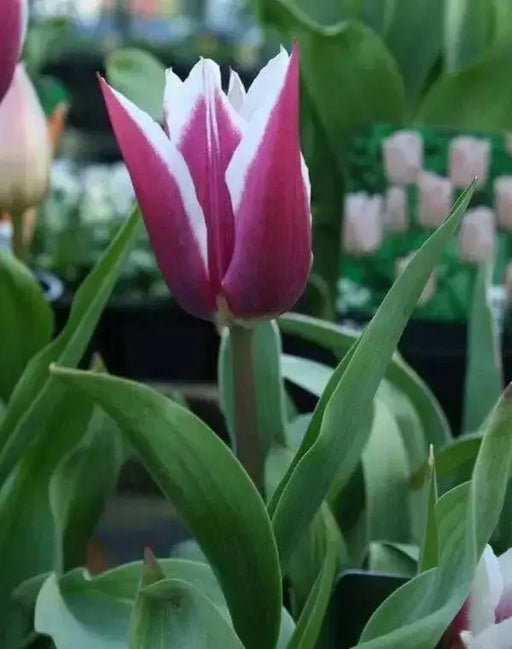 Claudia Lily Flowering Tulip Bulbs - Caribbean garden seed