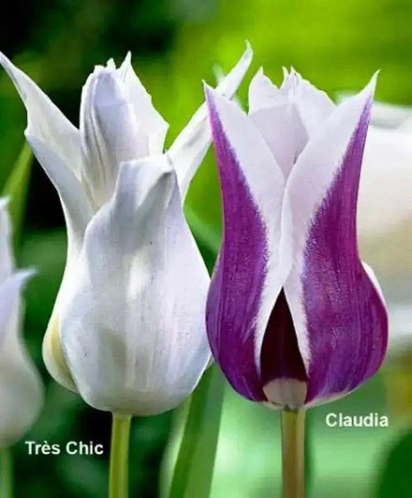 Claudia Lily Flowering Tulip Bulbs - Caribbean garden seed