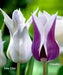 Claudia Lily Flowering Tulip Bulbs - Caribbean garden seed