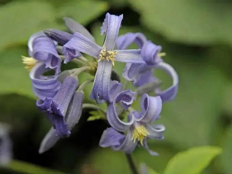 CLEMATIS  heracleifolia  SEEDS, Tube Clematis Flower , PERENNIAL vine - Caribbean garden seed