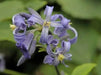 CLEMATIS  heracleifolia  SEEDS, Tube Clematis Flower , PERENNIAL vine - Caribbean garden seed