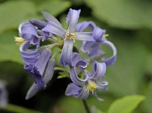 CLEMATIS  heracleifolia  SEEDS, Tube Clematis Flower , PERENNIAL vine - Caribbean garden seed