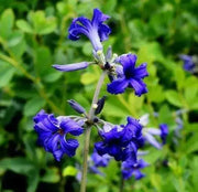 CLEMATIS  heracleifolia  SEEDS, Tube Clematis Flower , PERENNIAL vine - Caribbean garden seed