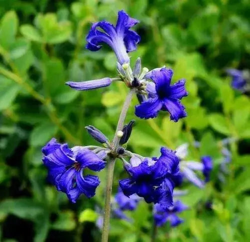 CLEMATIS  heracleifolia  SEEDS, Tube Clematis Flower , PERENNIAL vine - Caribbean garden seed