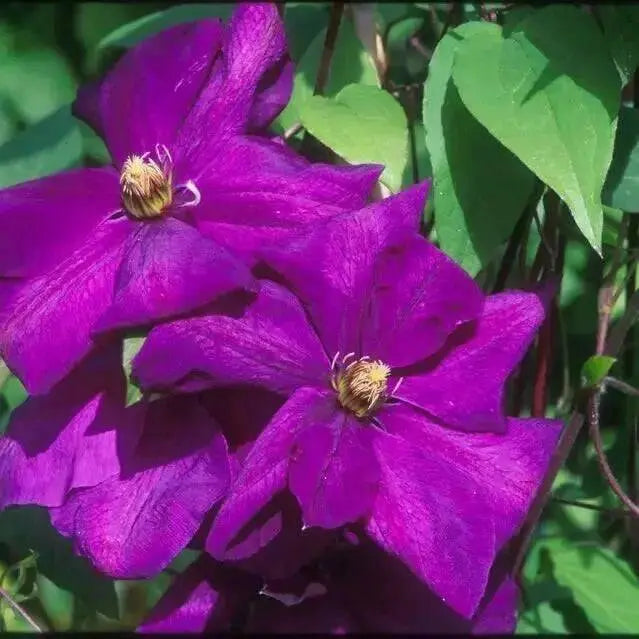 Clematis  Perrins Pride ,(STARTER PLANT) PERENNIAL VINE - Caribbean garden seed