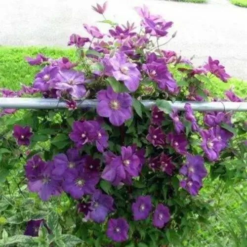 Clematis  Perrins Pride ,(STARTER PLANT) PERENNIAL VINE - Caribbean garden seed