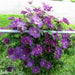 Clematis  Perrins Pride ,(STARTER PLANT) PERENNIAL VINE - Caribbean garden seed