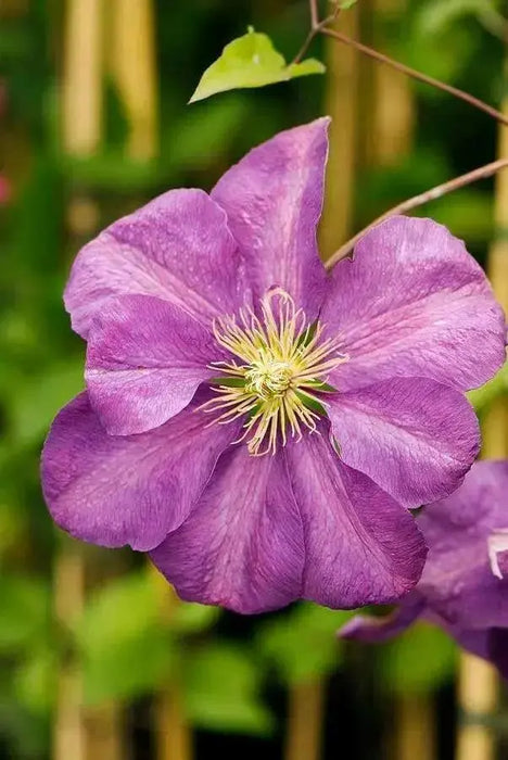 Clematis  Perrins Pride ,(STARTER PLANT) PERENNIAL VINE - Caribbean garden seed