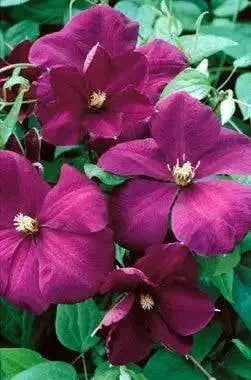 Clematis  Perrins Pride ,(STARTER PLANT) PERENNIAL VINE - Caribbean garden seed