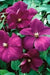 Clematis  Perrins Pride ,(STARTER PLANT) PERENNIAL VINE - Caribbean garden seed