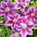 Clematis -kilian donahue- Starter Plant vine, PERENNIAL - Caribbean garden seed