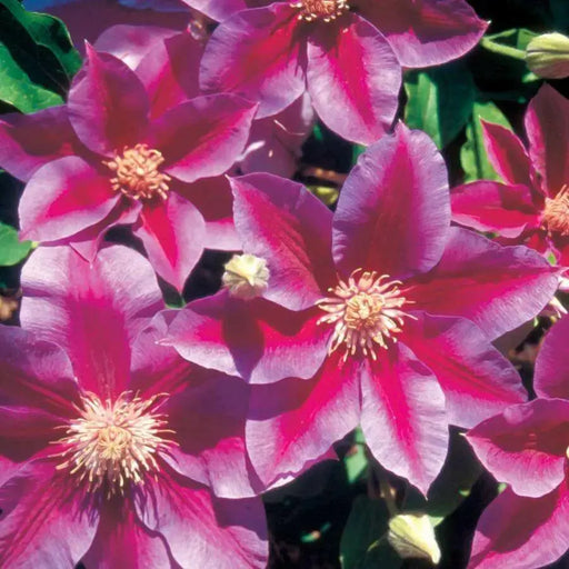 Clematis -kilian donahue- Starter Plant vine, PERENNIAL - Caribbean garden seed