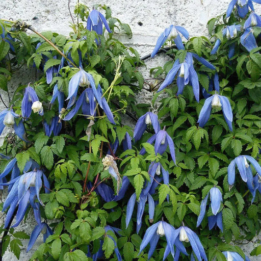 Clematis 'Blue Dancer'- 2.5' POT Starter Plant, perennial climber , FLOWERING VINE - Caribbean garden seed