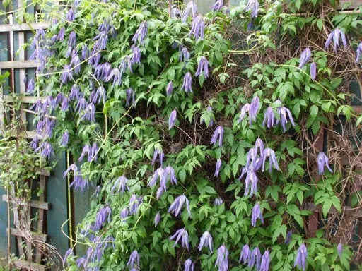 Clematis 'Blue Dancer'- 2.5' POT Starter Plant, perennial climber , FLOWERING VINE - Caribbean garden seed