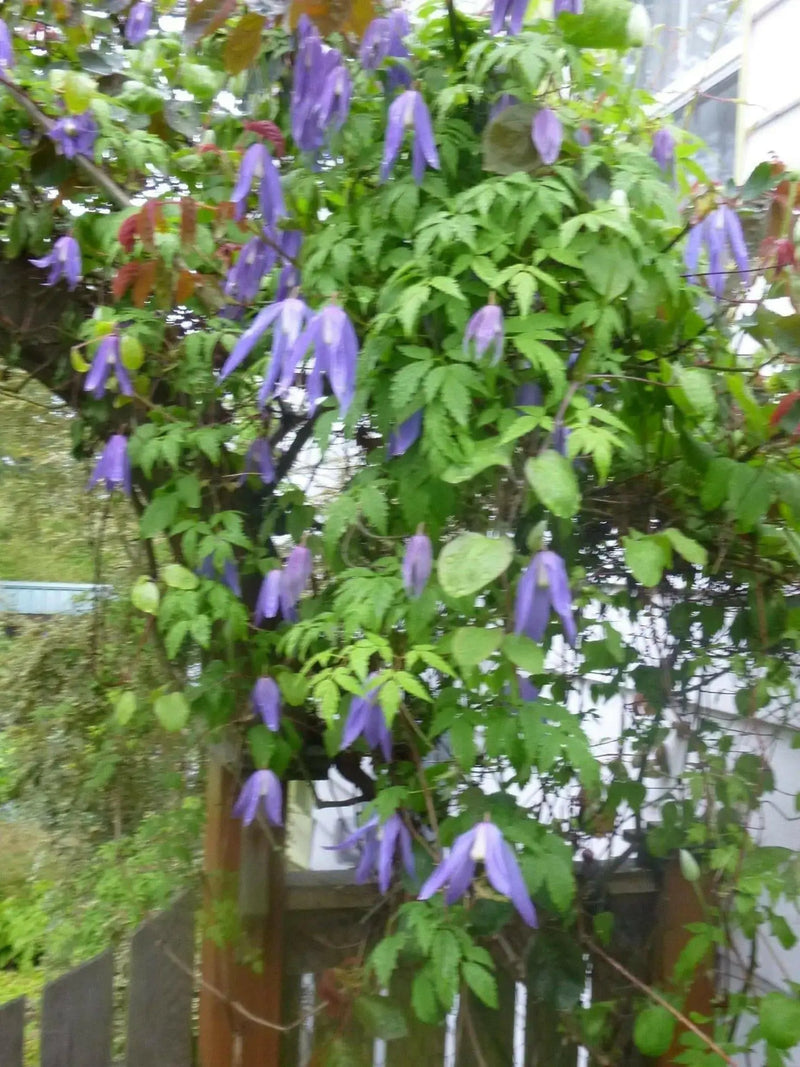 Clematis 'Blue Dancer'- 2.5' POT Starter Plant, perennial climber , FLOWERING VINE - Caribbean garden seed