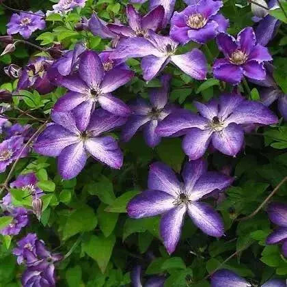 Clematis 'Venosa Violacea' PLANT ROOT, Free Bloomer - Caribbean garden seed