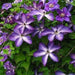 Clematis 'Venosa Violacea' PLANT ROOT, Free Bloomer - Caribbean garden seed