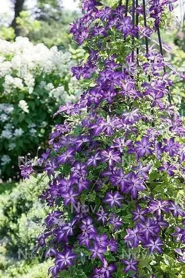 Clematis 'Venosa Violacea' PLANT ROOT, Free Bloomer - Caribbean garden seed