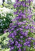Clematis 'Venosa Violacea' PLANT ROOT, Free Bloomer - Caribbean garden seed