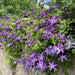 Clematis 'Venosa Violacea' PLANT ROOT, Free Bloomer - Caribbean garden seed