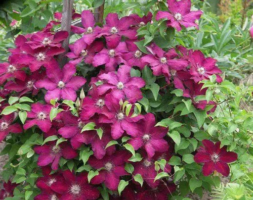 Clematis cardinal wyszynski- Starter Plant, PERENNIAL VINE - Caribbean garden seed