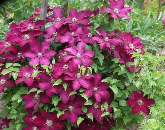 Clematis cardinal wyszynski- Starter Plant, PERENNIAL VINE - Caribbean garden seed