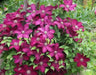 Clematis cardinal wyszynski- Starter Plant, PERENNIAL VINE - Caribbean garden seed