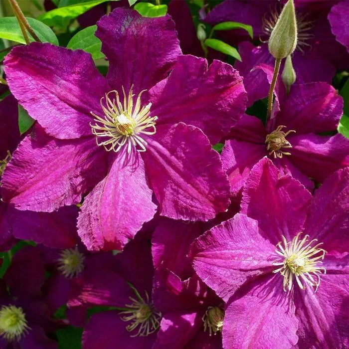Clematis cardinal wyszynski- Starter Plant, PERENNIAL VINE - Caribbean garden seed