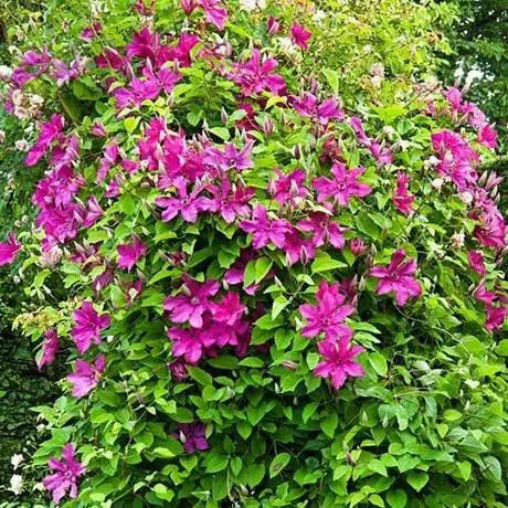 Clematis cardinal wyszynski- Starter Plant, PERENNIAL VINE - Caribbean garden seed