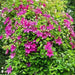 Clematis cardinal wyszynski- Starter Plant, PERENNIAL VINE - Caribbean garden seed