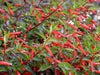 Cigar Plant (SCARLET) PERENNIAL FLOWERS SEED - Caribbean garden seed