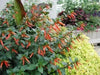 Cigar Plant (SCARLET) PERENNIAL FLOWERS SEED - Caribbean garden seed
