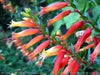 Cigar Plant (SCARLET) PERENNIAL FLOWERS SEED - Caribbean garden seed