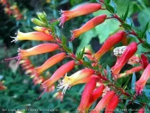 Cigar Plant (SCARLET) PERENNIAL FLOWERS SEED - Caribbean garden seed