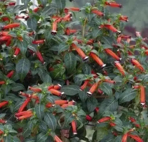Cigar Plant (SCARLET) PERENNIAL FLOWERS SEED - Caribbean garden seed