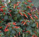 Cigar Plant (SCARLET) PERENNIAL FLOWERS SEED - Caribbean garden seed