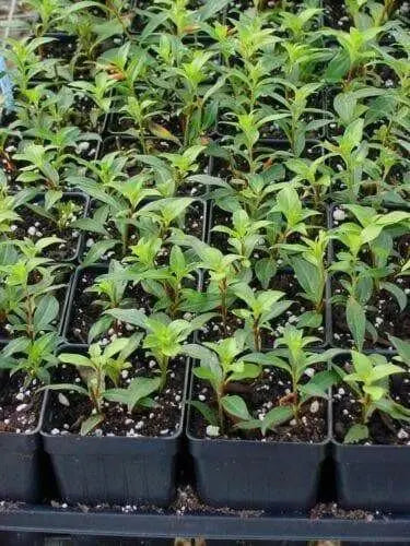 Cigar Plant (SCARLET) PERENNIAL FLOWERS SEED - Caribbean garden seed