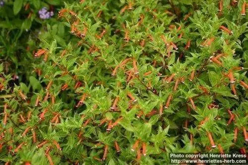 Cigar Plant (SCARLET) PERENNIAL FLOWERS SEED - Caribbean garden seed