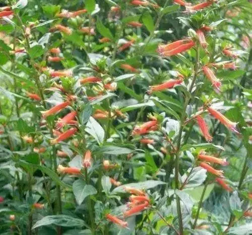 Cigar Plant (SCARLET) PERENNIAL FLOWERS SEED - Caribbean garden seed