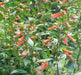 Cigar Plant (SCARLET) PERENNIAL FLOWERS SEED - Caribbean garden seed