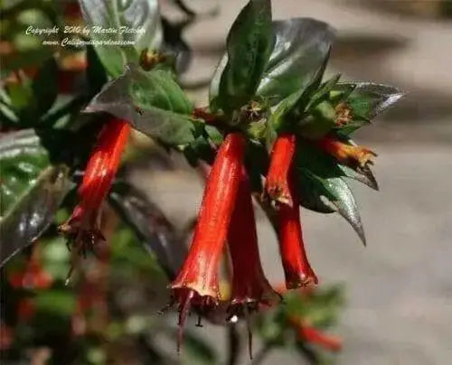 Cigar Plant (SCARLET) PERENNIAL FLOWERS SEED - Caribbean garden seed