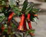 Cigar Plant (SCARLET) PERENNIAL FLOWERS SEED - Caribbean garden seed