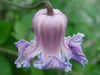 Clematis crispa -Swamp Leather Flower- Flowers Seeds, PERENNIAL - Caribbean garden seed