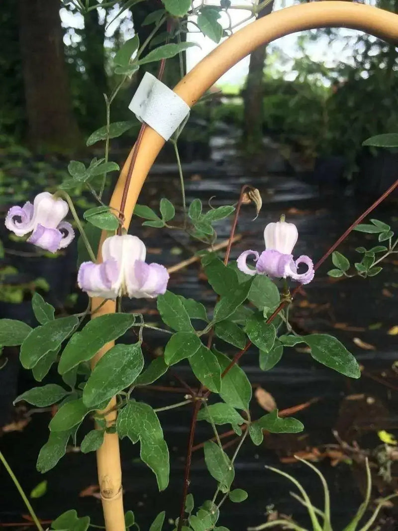 Clematis crispa -Swamp Leather Flower- Flowers Seeds, PERENNIAL - Caribbean garden seed