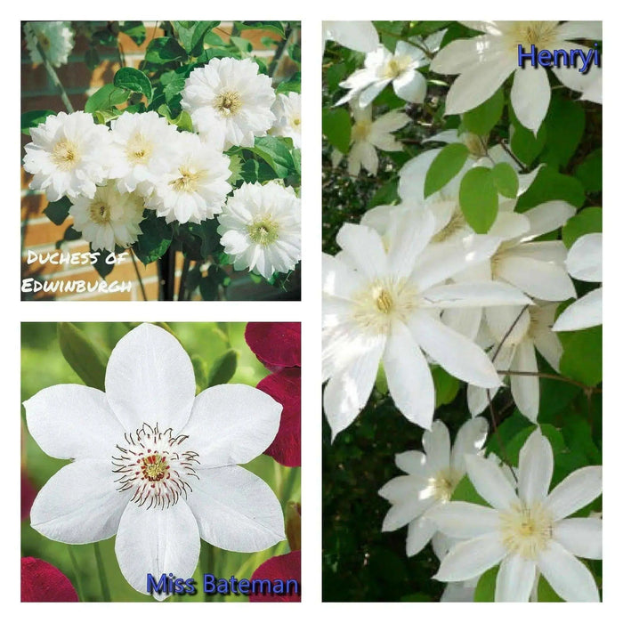Clematis Elegant White  Mix , Early, Large-flowered Vine, - Caribbean garden seed